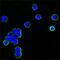 Human IgG antibody, MA5-17092, Invitrogen Antibodies, Immunofluorescence image 