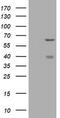 CNKSR Family Member 3 antibody, M13481, Boster Biological Technology, Western Blot image 