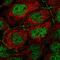 Apolipoprotein C3 antibody, HPA065365, Atlas Antibodies, Immunofluorescence image 
