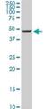 Enolase 1 antibody, H00002023-M03, Novus Biologicals, Western Blot image 