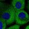 Potassium Channel Modulatory Factor 1 antibody, PA5-56453, Invitrogen Antibodies, Immunofluorescence image 