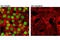 Sirtuin 6 antibody, 12486S, Cell Signaling Technology, Immunofluorescence image 