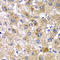 AMY2A antibody, LS-C409585, Lifespan Biosciences, Immunohistochemistry frozen image 