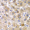 Amylase Alpha 2A (Pancreatic) antibody, LS-C409585, Lifespan Biosciences, Immunohistochemistry frozen image 