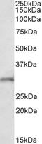 Fibroblast Growth Factor 14 antibody, EB11834, Everest Biotech, Western Blot image 