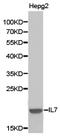 Interleukin 7 antibody, LS-C192804, Lifespan Biosciences, Western Blot image 