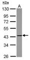 Matrix Metallopeptidase 23B antibody, NBP2-17313, Novus Biologicals, Western Blot image 