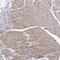 Angiopoietin Like 5 antibody, PA5-58422, Invitrogen Antibodies, Immunohistochemistry frozen image 