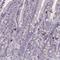 MAS Related GPR Family Member X2 antibody, NBP2-33744, Novus Biologicals, Immunohistochemistry frozen image 