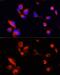 Apolipoprotein E antibody, GTX64352, GeneTex, Immunocytochemistry image 