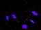 WEE1hu antibody, H00007465-D01P, Novus Biologicals, Proximity Ligation Assay image 