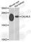 Calmodulin Like 5 antibody, A7808, ABclonal Technology, Western Blot image 