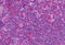 Cholecystokinin A Receptor antibody, MBS243813, MyBioSource, Immunohistochemistry paraffin image 