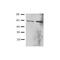 T-box transcription factor TBX21 antibody, TA320469, Origene, Western Blot image 