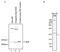 WD Repeat Domain 61 antibody, GTX60846, GeneTex, Western Blot image 