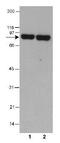 Thimet Oligopeptidase 1 antibody, GTX30631, GeneTex, Western Blot image 