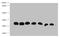 GST antibody, LS-C682079, Lifespan Biosciences, Western Blot image 