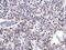 Lamin A/C antibody, GTX101126, GeneTex, Immunohistochemistry paraffin image 