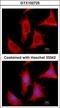 Amidophosphoribosyltransferase antibody, GTX102725, GeneTex, Immunocytochemistry image 