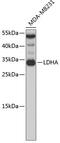 Lactate Dehydrogenase A antibody, 13-199, ProSci, Western Blot image 