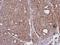 SEC31 Homolog A, COPII Coat Complex Component antibody, GTX105784, GeneTex, Immunohistochemistry paraffin image 