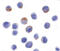 DEAD-Box Helicase 3 X-Linked antibody, LS-B2348, Lifespan Biosciences, Immunocytochemistry image 