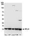 Ribosomal Protein L30 antibody, A305-047A, Bethyl Labs, Western Blot image 