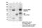 Poly(ADP-Ribose) Polymerase 1 antibody, 94885S, Cell Signaling Technology, Immunoprecipitation image 