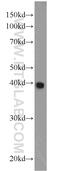 Casein Kinase 2 Alpha 1 antibody, 10606-1-AP, Proteintech Group, Western Blot image 