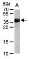 Cre Recombinase antibody, PA5-32245, Invitrogen Antibodies, Western Blot image 