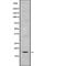 Interleukin 31 antibody, abx216210, Abbexa, Western Blot image 
