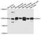 Glutamate Ionotropic Receptor AMPA Type Subunit 4 antibody, STJ111094, St John