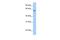 Testis Expressed Metallothionein Like Protein antibody, PA5-44081, Invitrogen Antibodies, Western Blot image 