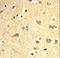 SRY-Box 4 antibody, LS-C97709, Lifespan Biosciences, Immunohistochemistry frozen image 