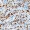 Epidermal Growth Factor antibody, MA5-23704, Invitrogen Antibodies, Immunohistochemistry frozen image 