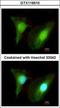 SET And MYND Domain Containing 2 antibody, GTX116510, GeneTex, Immunocytochemistry image 