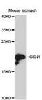 Gastrokine 1 antibody, A13107, ABclonal Technology, Western Blot image 