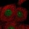 Cip1-interacting zinc finger protein antibody, PA5-54193, Invitrogen Antibodies, Immunofluorescence image 