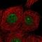 Cip1-interacting zinc finger protein antibody, PA5-54193, Invitrogen Antibodies, Immunofluorescence image 