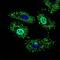 Negative Elongation Factor Complex Member A antibody, GTX60733, GeneTex, Immunofluorescence image 