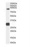 Forkhead Box P2 antibody, NB100-55411, Novus Biologicals, Western Blot image 