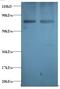 GABA Type A Receptor-Associated Protein antibody, LS-C211704, Lifespan Biosciences, Western Blot image 