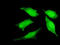 PFM1 antibody, LS-C133676, Lifespan Biosciences, Immunofluorescence image 