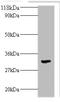 Transforming Growth Factor Beta 2 antibody, A52030-100, Epigentek, Western Blot image 