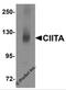 Class II Major Histocompatibility Complex Transactivator antibody, 5979, ProSci, Western Blot image 