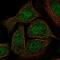 GATA Binding Protein 5 antibody, HPA067583, Atlas Antibodies, Immunofluorescence image 