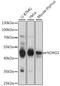 NDRG Family Member 3 antibody, A15876, ABclonal Technology, Western Blot image 