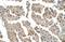 Chloride Channel CLIC Like 1 antibody, NBP1-59834, Novus Biologicals, Immunohistochemistry frozen image 