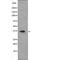 MCL1 Apoptosis Regulator, BCL2 Family Member antibody, PA5-64688, Invitrogen Antibodies, Western Blot image 