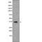 MCL1 Apoptosis Regulator, BCL2 Family Member antibody, PA5-64688, Invitrogen Antibodies, Western Blot image 